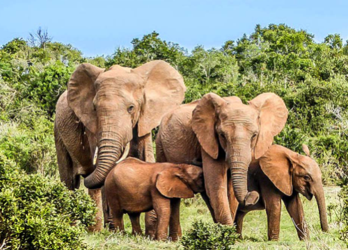 Côte d’Ivoire : Entre Basilique Imposante et Nature Préservée