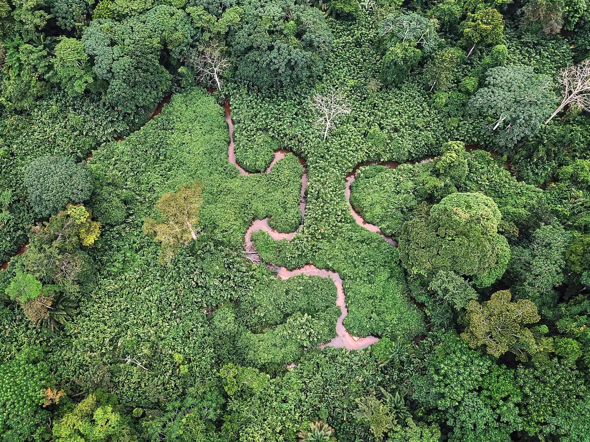 Gabon rainforest canopy