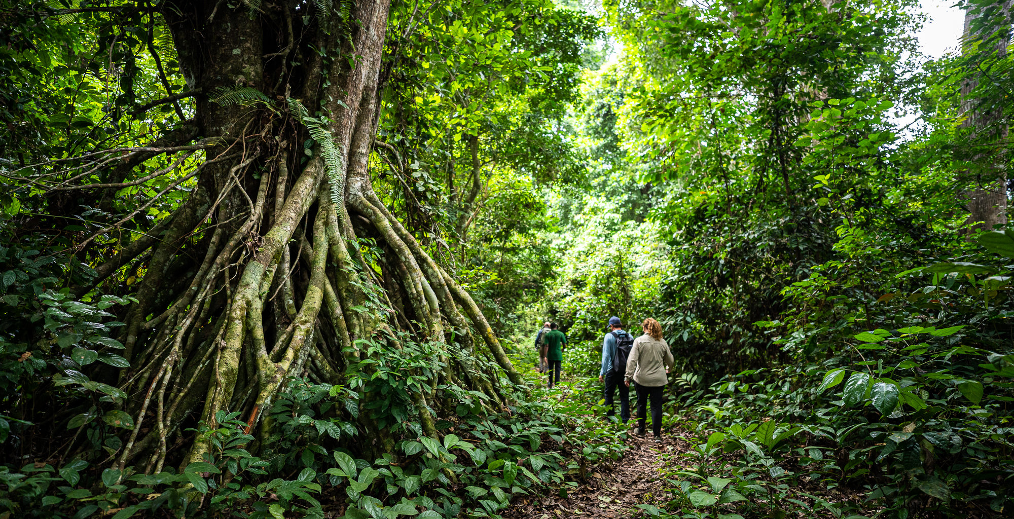 Loango National Park beach and forest