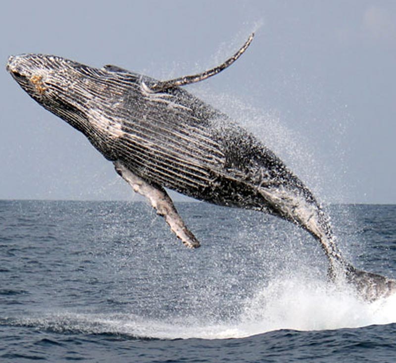 Humpback whale Gabon Atlantic