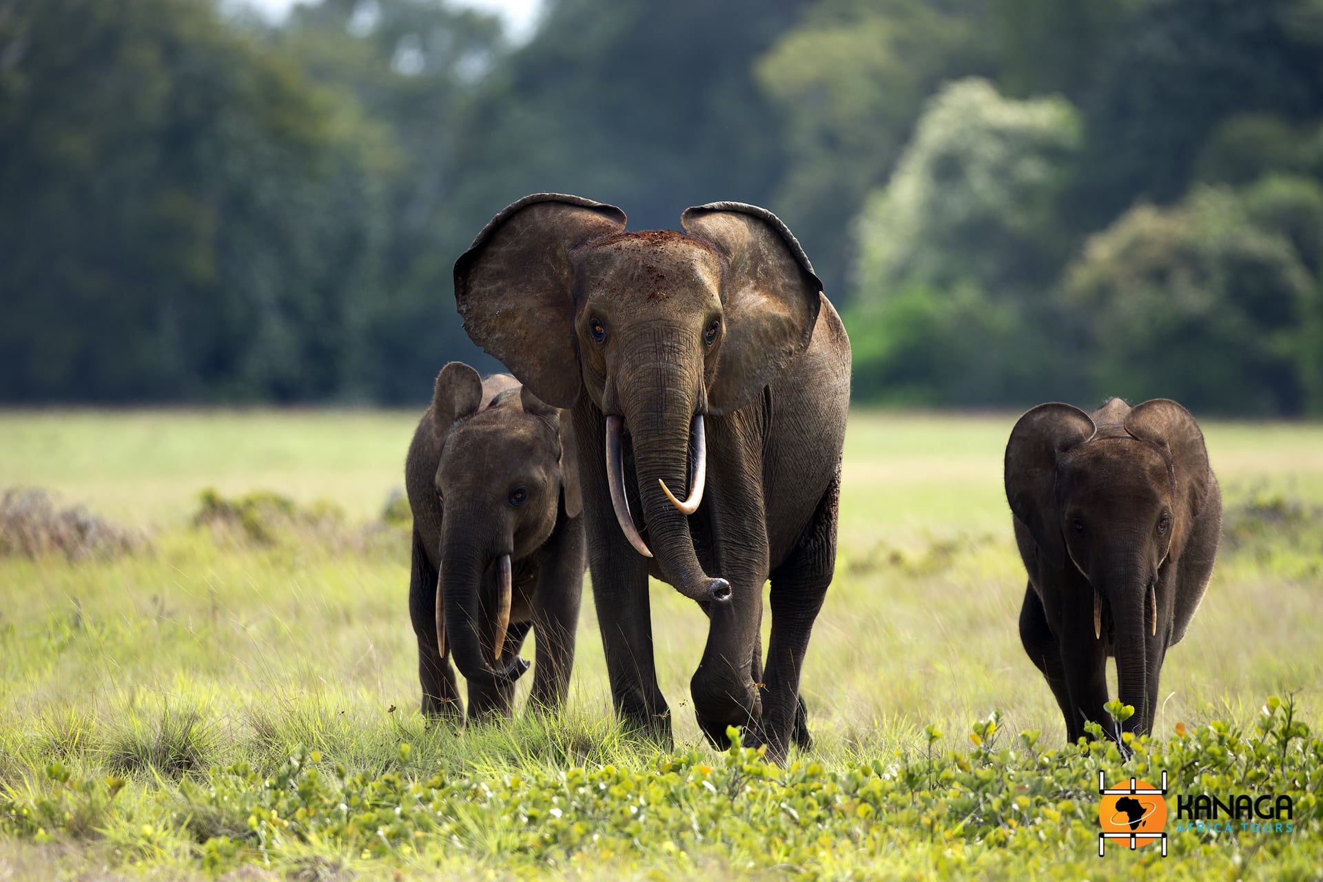 Forest elephants Loango beach Gabon